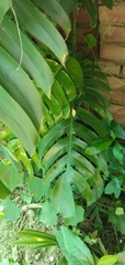 Epipremnum
