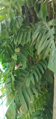 Epipremnum