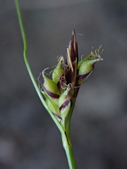 Carex deflexa