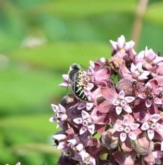 Bembix americana spinolae