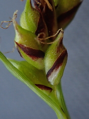 Carex deflexa