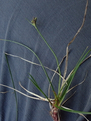 Carex deflexa