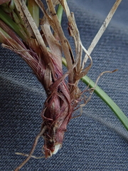 Carex deflexa