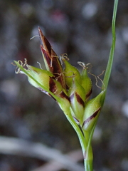 Carex deflexa