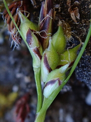 Carex deflexa