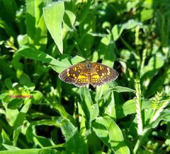 Texola elada ulrica