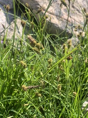 Carex spectabilis