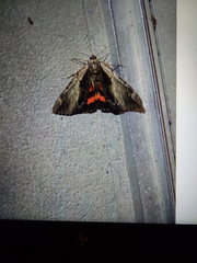 Catocala ultronia
