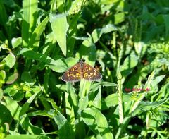 Texola elada ulrica