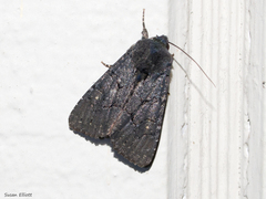 Apamea impulsa