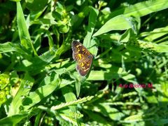 Texola elada ulrica