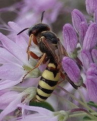 Philanthus gloriosus
