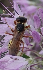 Philanthus gloriosus