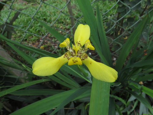 Iridaceae image