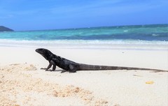 Ctenosaura oedirhina