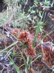 Rhynchospora cephalantha cephalantha