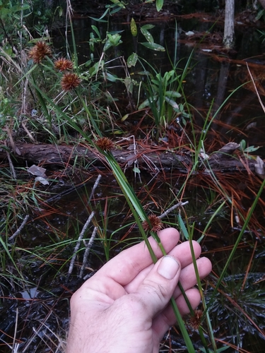 Image of Rhynchospora cephalantha by (c) Will McFarland, some rights reserved (CC BY)