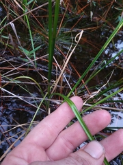 Rhynchospora cephalantha cephalantha