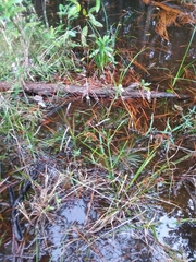 Rhynchospora cephalantha cephalantha