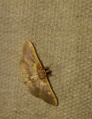 Apilocrocis brumalis