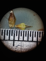 Rhynchospora cephalantha cephalantha