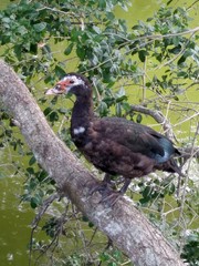 Cairina moschata domestica