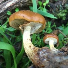 Galerina patagonica