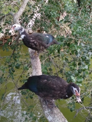 Cairina moschata domestica
