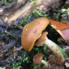 Galerina patagonica