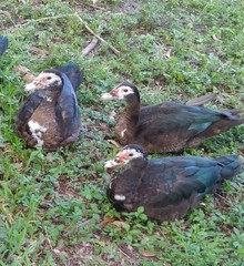 Cairina moschata domestica