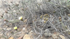 Cylindropuntia tesajo
