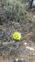 Cylindropuntia tesajo
