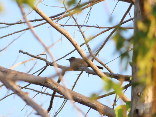 Gray Catbird photographed in Kansas