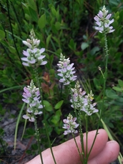 Polygala chapmanii