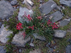 Astragalus sanguineus