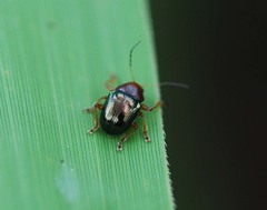 Basilepta fulvipes