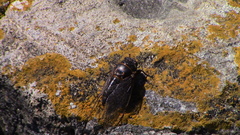 Okanagana occidentalis