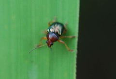 Basilepta fulvipes