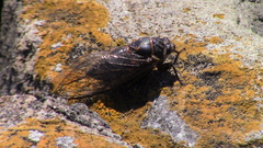 Okanagana occidentalis