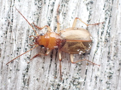Nebria diversa