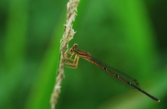 Platycnemididae