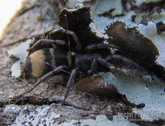 Latonigena auricomis