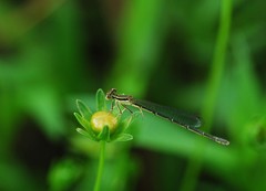 Platycnemididae