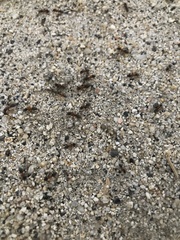 Dorymyrmex bicolor