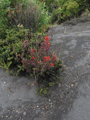 Castilleja irasuensis