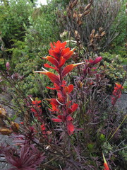 Castilleja irasuensis