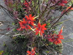 Castilleja irasuensis