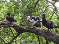 Cairina moschata domestica