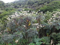 Myrrhidendron donnellsmithii