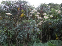 Myrrhidendron donnellsmithii